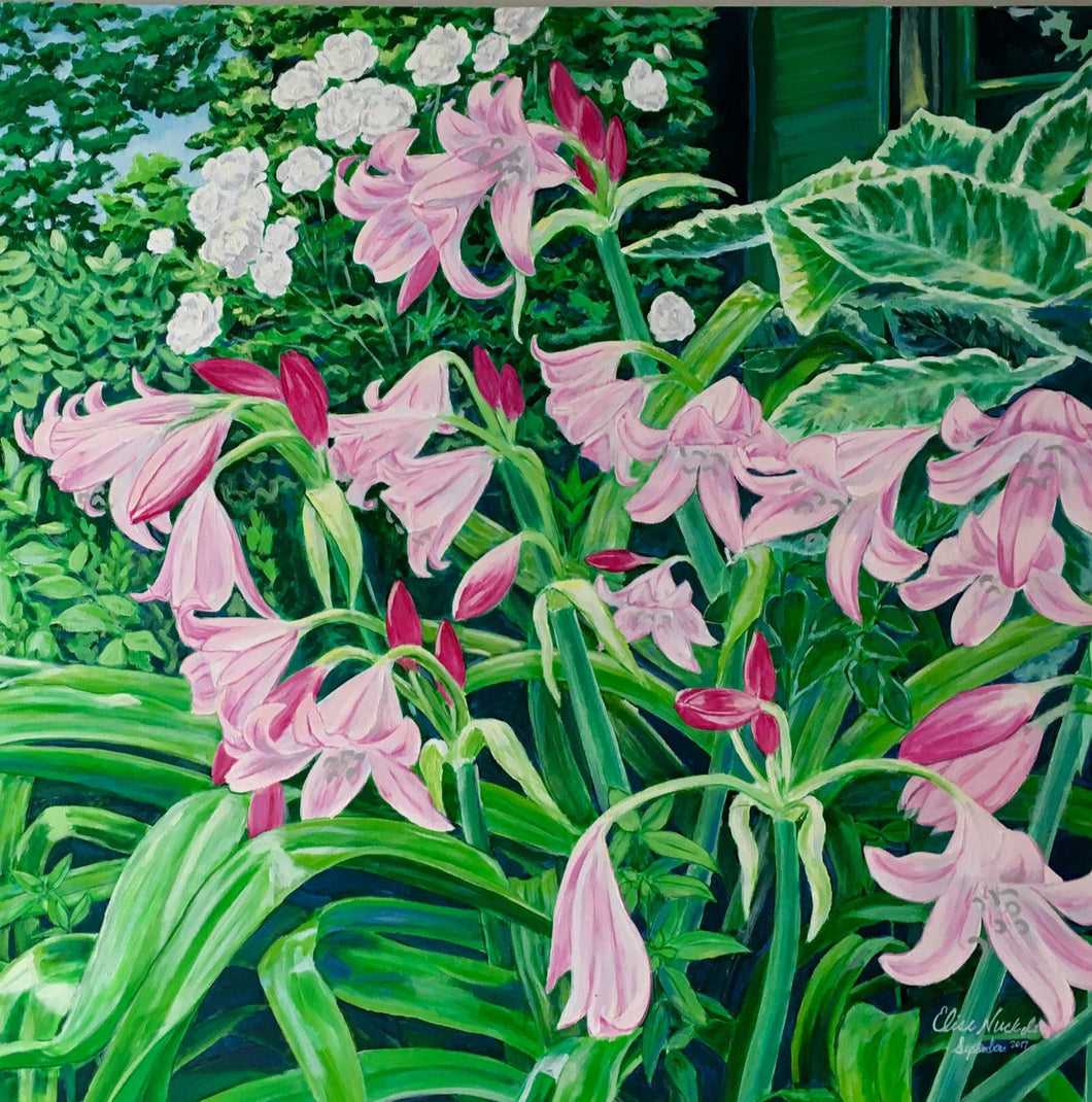 Crinum Lilies