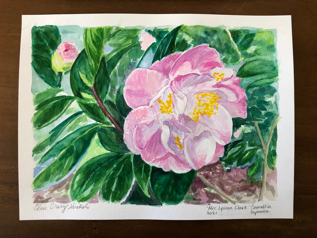 “Mrs. Lyman Clark” Camellia Japonica
