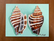 Pair of Athena Variable Conch Shells