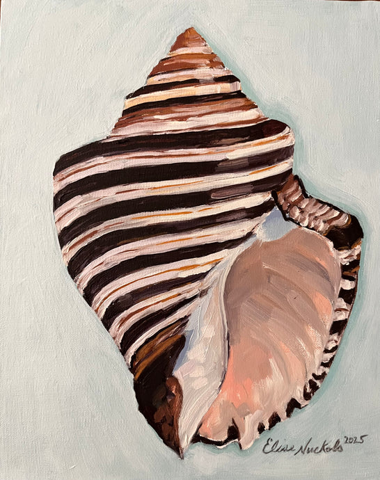 Thorn Latirus Shell