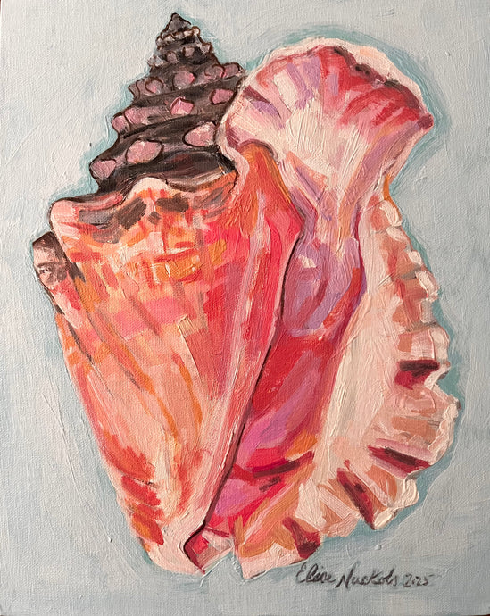 Queen Conch Shell