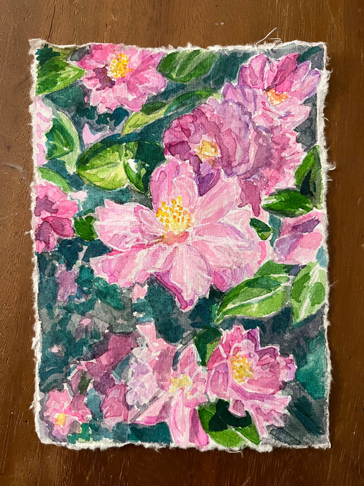 Sasanqua Camellias
