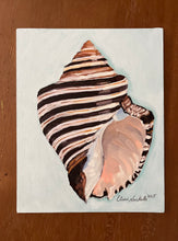 Thorn Latirus Shell