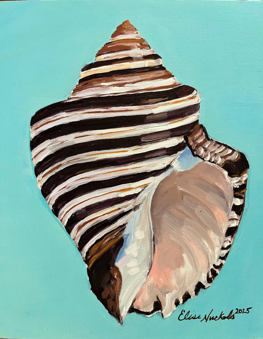 Thorn Latirus Shell