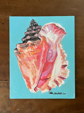 Queen Conch Shell