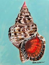 Triton Trumpet Shell