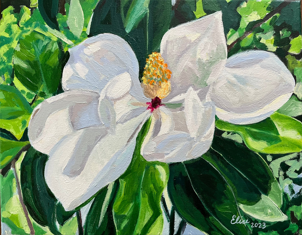 Magnolia Blosson