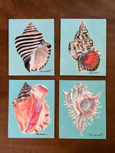 Queen Conch Shell