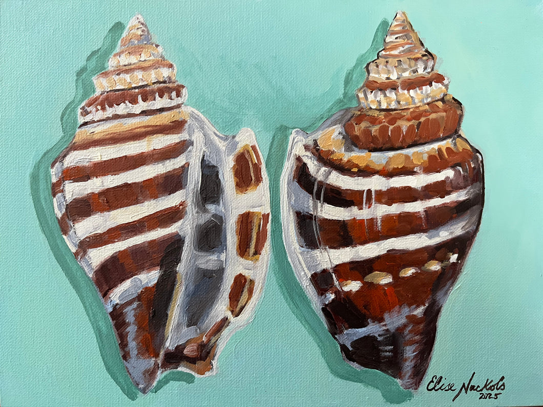 Pair of Athena Variable Conch Shells