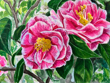 ‘Herme’ Camellia