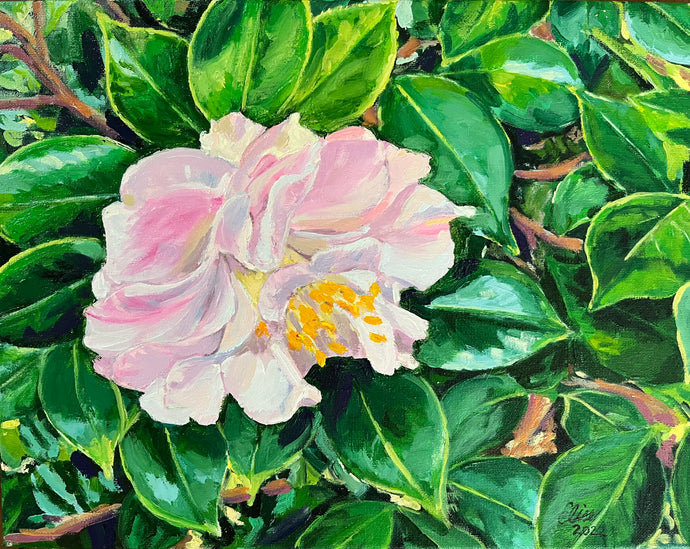 Springtime Blush Camellia
