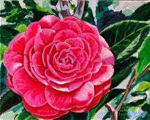 ‘Red Red Rose’ Camellia