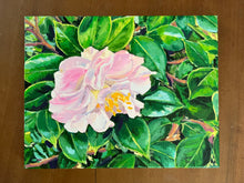 Springtime Blush Camellia