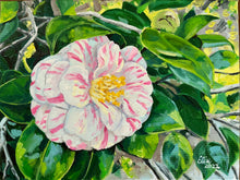 Sunlit Peppermint Camellia