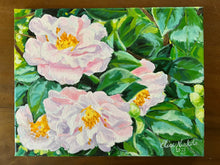 Four Blush Camellias