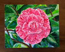 ‘Kay Berridge” Camellia