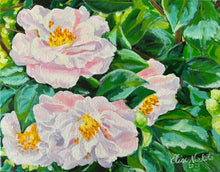Four Blush Camellias