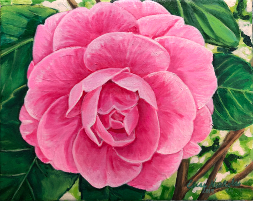 Double Pink Camellia