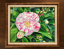 Magnolia Plantation Peppermint Camellia